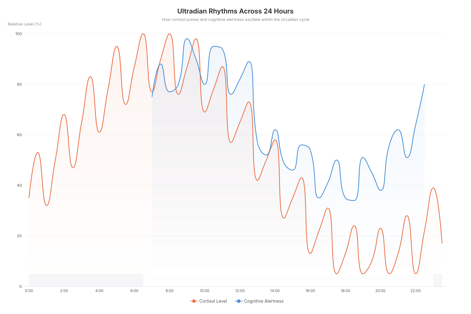 Chart showing cortisol pulses and cognitive alertness oscillating in ultradian patterns across a 24-hour period